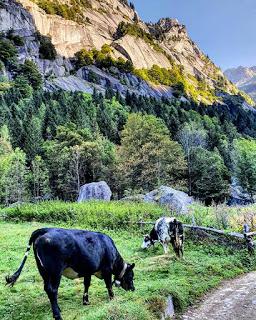 Val di Mello: mucche brutte, monti disgraziati e nobili bidet Val di Mello: mucche brutte, monti disgraziati e nobili bidet