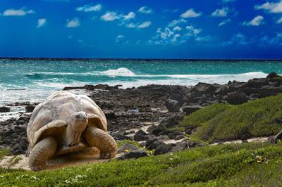 La vita attorno ai camini d'aria termali nelle profondità oceaniche La vita attorno ai camini d'aria termali nelle profondità oceaniche