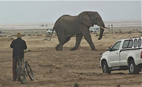 L’elefante di Natale ha lasciato il mare ed è in salvo. Ecco il video! L’elefante di Natale ha lasciato il mare ed è in salvo. Ecco il video!