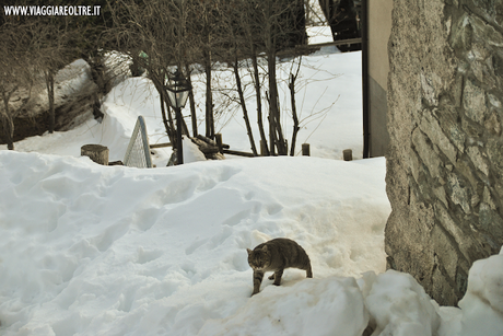 Raggiungere Chamois a piedi, una ciaspolata in Valle d'Aosta Raggiungere Chamois a piedi, una ciaspolata in Valle d'Aosta