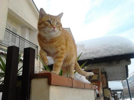 Giornata del gatto, si celebra oggi 17 febbraio la festa degli animali più popolari del web Giornata del gatto, si celebra oggi 17 febbraio la festa degli animali più popolari del web
