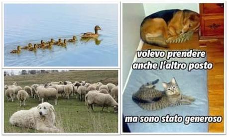 Esempi di leadership dal mondo animale Esempi di leadership dal mondo animale