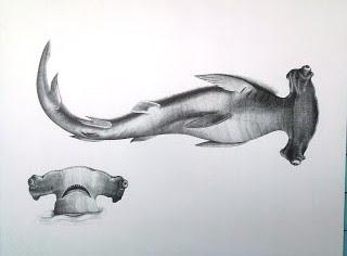 Mostre/ La bellezza della biodiversita' Mostre/ La bellezza della biodiversita'