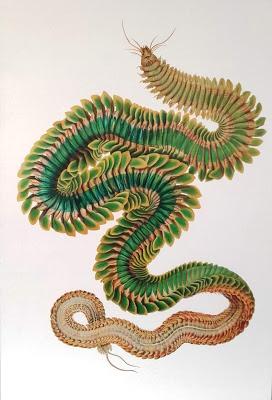Mostre/ La bellezza della biodiversita' Mostre/ La bellezza della biodiversita'