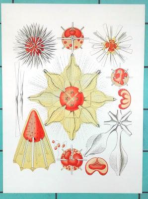 Mostre/ La bellezza della biodiversita' Mostre/ La bellezza della biodiversita'