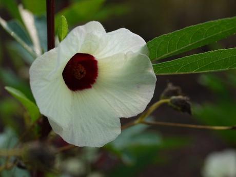 okra fiore di okra