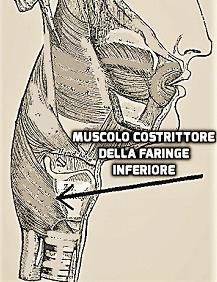 Marco Gaudino – Muscoli vocali e respiratori nella produzione del suono negli strumenti a fiato Marco Gaudino – Muscoli vocali e respiratori nella produzione del suono negli strumenti a fiato