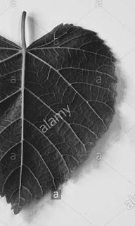 Calcografia (Work in progress) Calcografia (Work in progress)