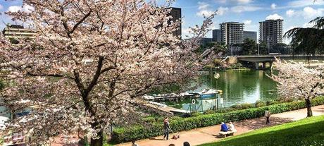 La primavera solitaria al Laghetto dell'EUR La primavera solitaria al Laghetto dell'EUR