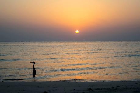 Vacanze in Egitto: Marsa Alam o Sharm El Sheikh? Vacanze in Egitto: Marsa Alam o Sharm El Sheikh?