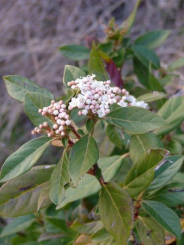 viburnum tinus