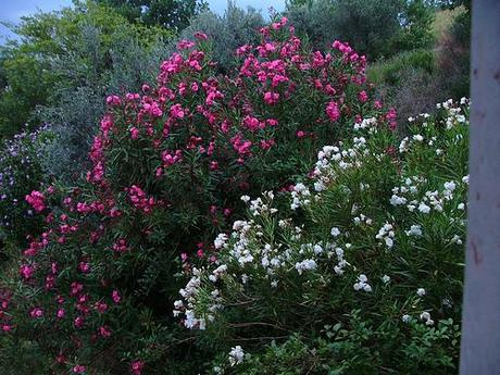 some oleanders