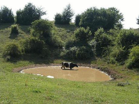 bathing or drinking?