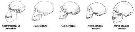 evoluzione-cranio