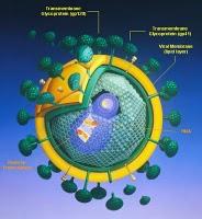 Come è cambiato il volto dell'Aids: un'infografica