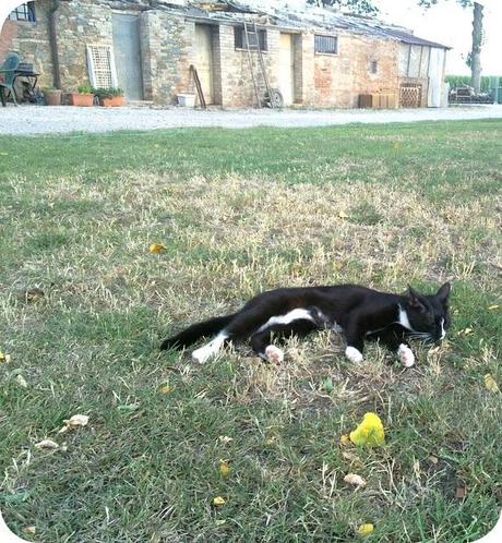 { LA GIRAFFA E IL BASSOTTO E L'APERITIF SUR L'HERBE}