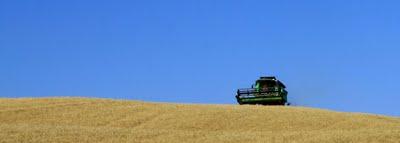 la campagna del grano duro