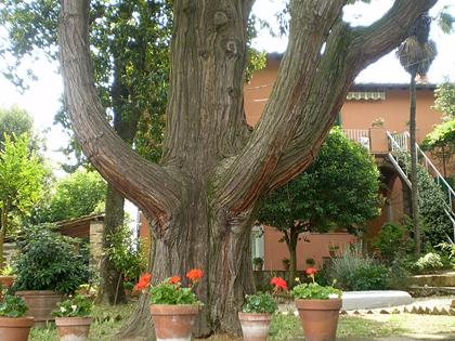 Alberi monumentali, il libocedro del Brollo (FI)