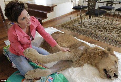 Caring: Ariel's owner Raquel Borges launched the Facebook campaign to raise money to care for her paralysed lion