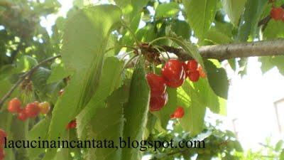 marmellata di ciligie del mio alberello!!!!!