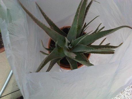 Aloe Barbadensis Miller, mi vida!