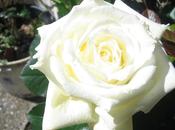 Riflettere l'amore