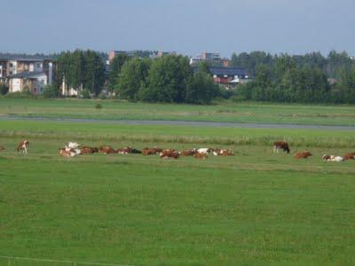 Luglio: il nono mese a Helsinki. Resoconto parte II