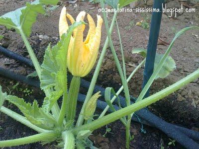 ...tubetti di zucchine ripieni...