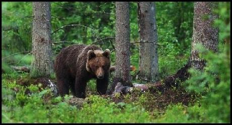 SI PARTE PER L'ESTONIA