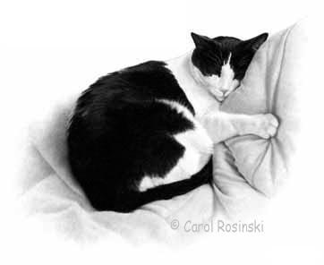 how-to-draw-a-cat-by-carol-rosinski