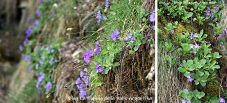 L’eterna bellezza dei fiori selvatici L’eterna bellezza dei fiori selvatici