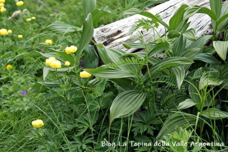 L’eterna bellezza dei fiori selvatici L’eterna bellezza dei fiori selvatici