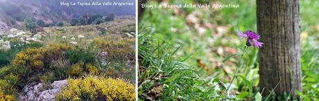 L’eterna bellezza dei fiori selvatici L’eterna bellezza dei fiori selvatici
