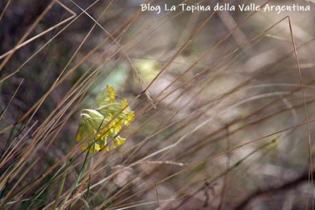 L’eterna bellezza dei fiori selvatici L’eterna bellezza dei fiori selvatici