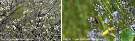L’eterna bellezza dei fiori selvatici L’eterna bellezza dei fiori selvatici