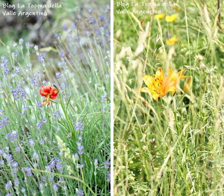 L’eterna bellezza dei fiori selvatici L’eterna bellezza dei fiori selvatici