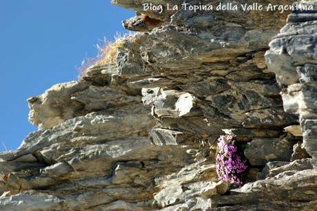 L’eterna bellezza dei fiori selvatici L’eterna bellezza dei fiori selvatici