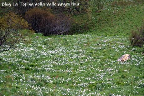 L’eterna bellezza dei fiori selvatici L’eterna bellezza dei fiori selvatici