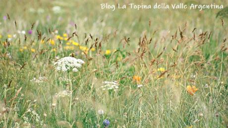 L’eterna bellezza dei fiori selvatici L’eterna bellezza dei fiori selvatici