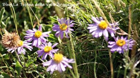 L’eterna bellezza dei fiori selvatici L’eterna bellezza dei fiori selvatici