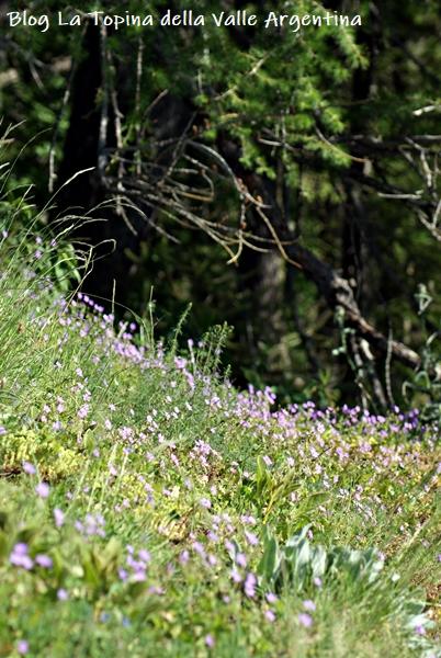 L’eterna bellezza dei fiori selvatici L’eterna bellezza dei fiori selvatici
