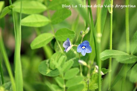 L’eterna bellezza dei fiori selvatici L’eterna bellezza dei fiori selvatici