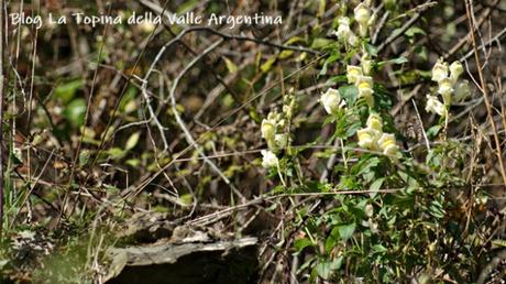 L’eterna bellezza dei fiori selvatici L’eterna bellezza dei fiori selvatici