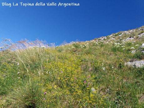 L’eterna bellezza dei fiori selvatici L’eterna bellezza dei fiori selvatici