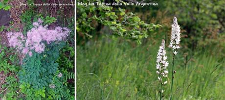 L’eterna bellezza dei fiori selvatici L’eterna bellezza dei fiori selvatici