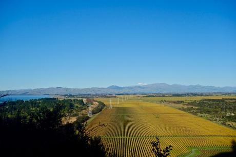 Il vino di Marlborough in Nuova Zelanda: wine tour con Sounds Connection Il vino di Marlborough in Nuova Zelanda: wine tour con Sounds Connection