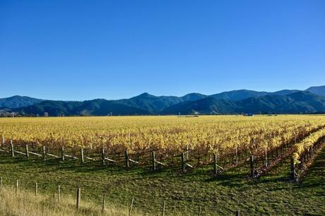 Il vino di Marlborough in Nuova Zelanda: wine tour con Sounds Connection Il vino di Marlborough in Nuova Zelanda: wine tour con Sounds Connection