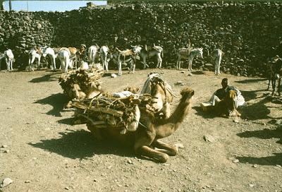 Ritorno a Sana'a Ritorno a Sana'a