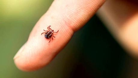 puntura di zecca cosa fare puntura di zecca cosa fare