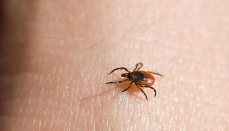 puntura di zecca cosa fare puntura di zecca cosa fare